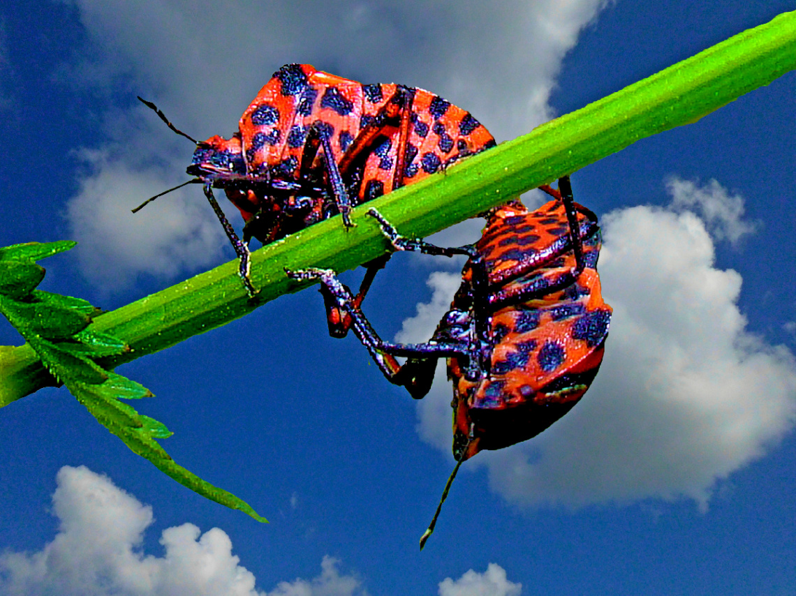 INSEKTEN