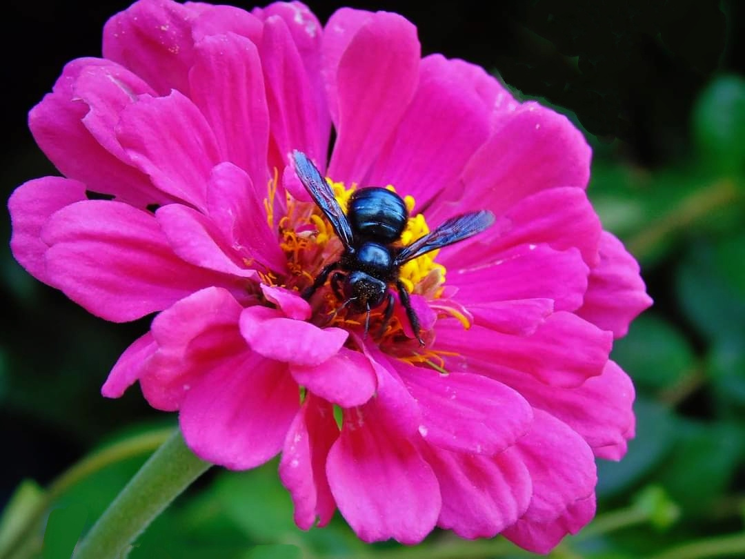  THE BLACK BEE ON ZINNIA