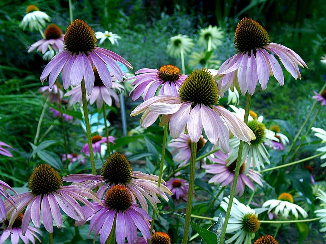 ECHINACEA 