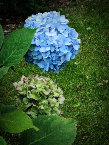 BLUE HYDRANGEA