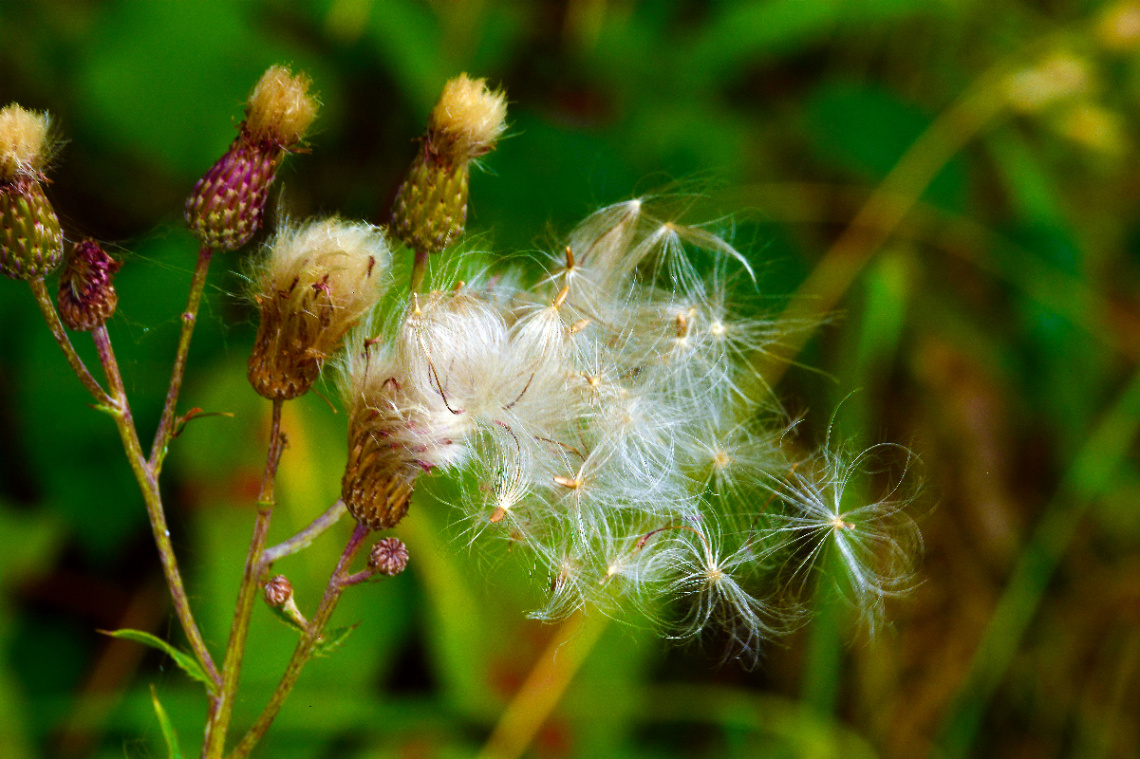 AUF EINER WIESE