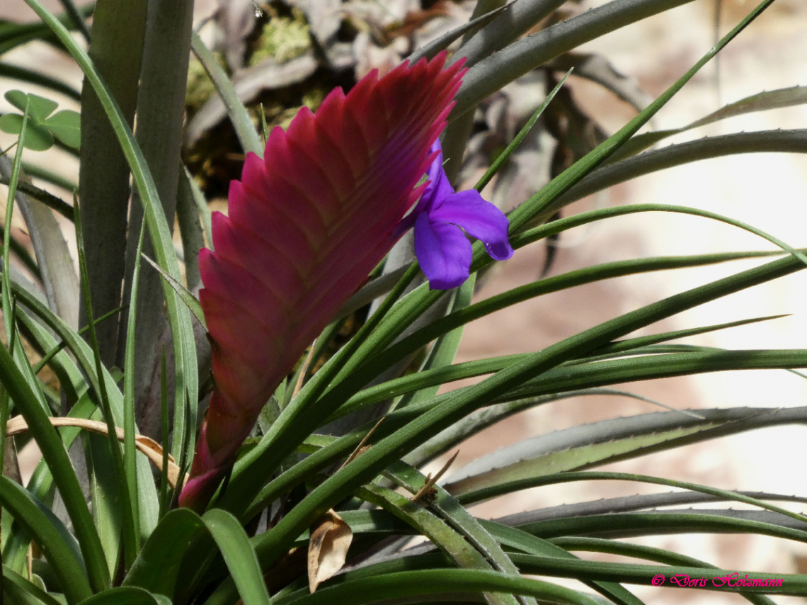 THE BLUE TILLANDSIA