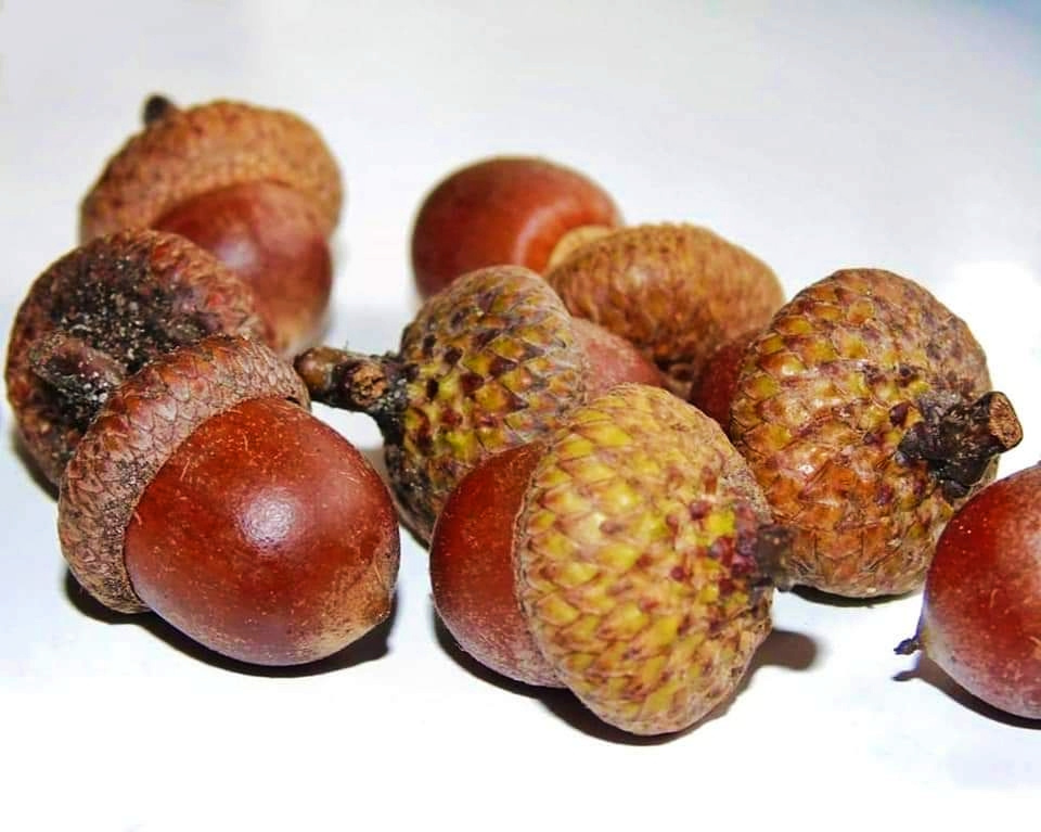 ACORNS