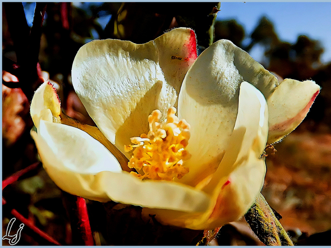 Cotton Flower ⚜ ⚜ ⚜ 