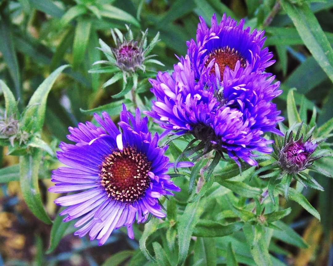 ASTERS