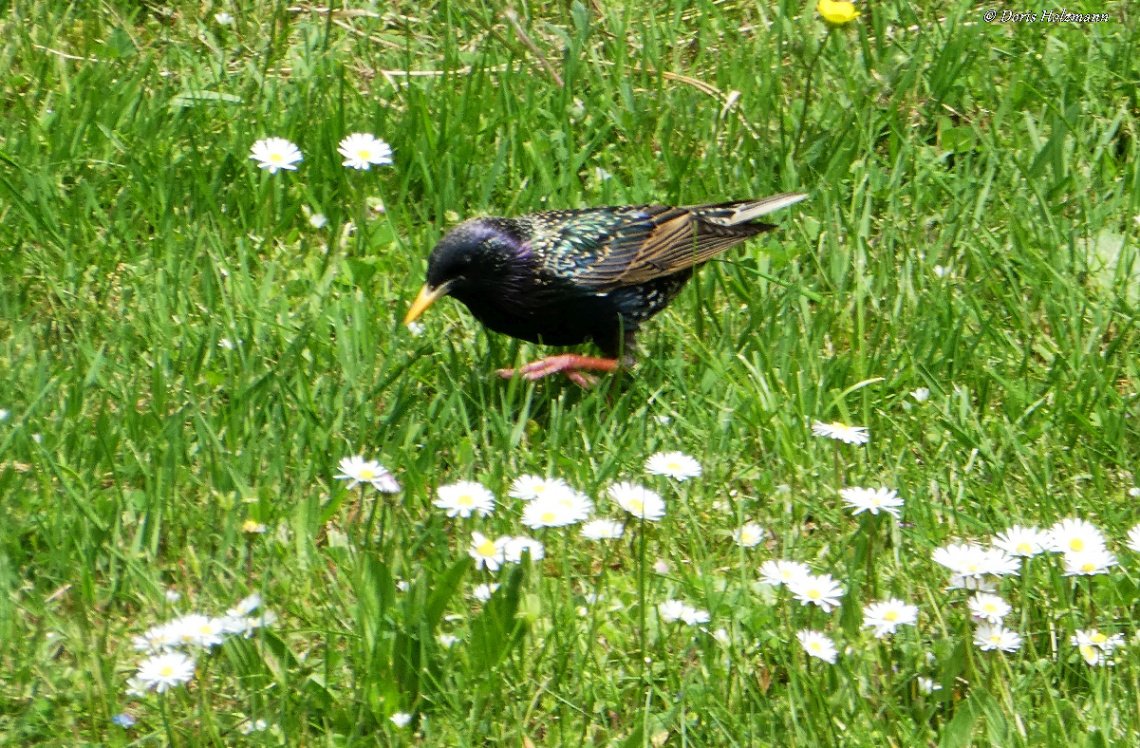 Common starling