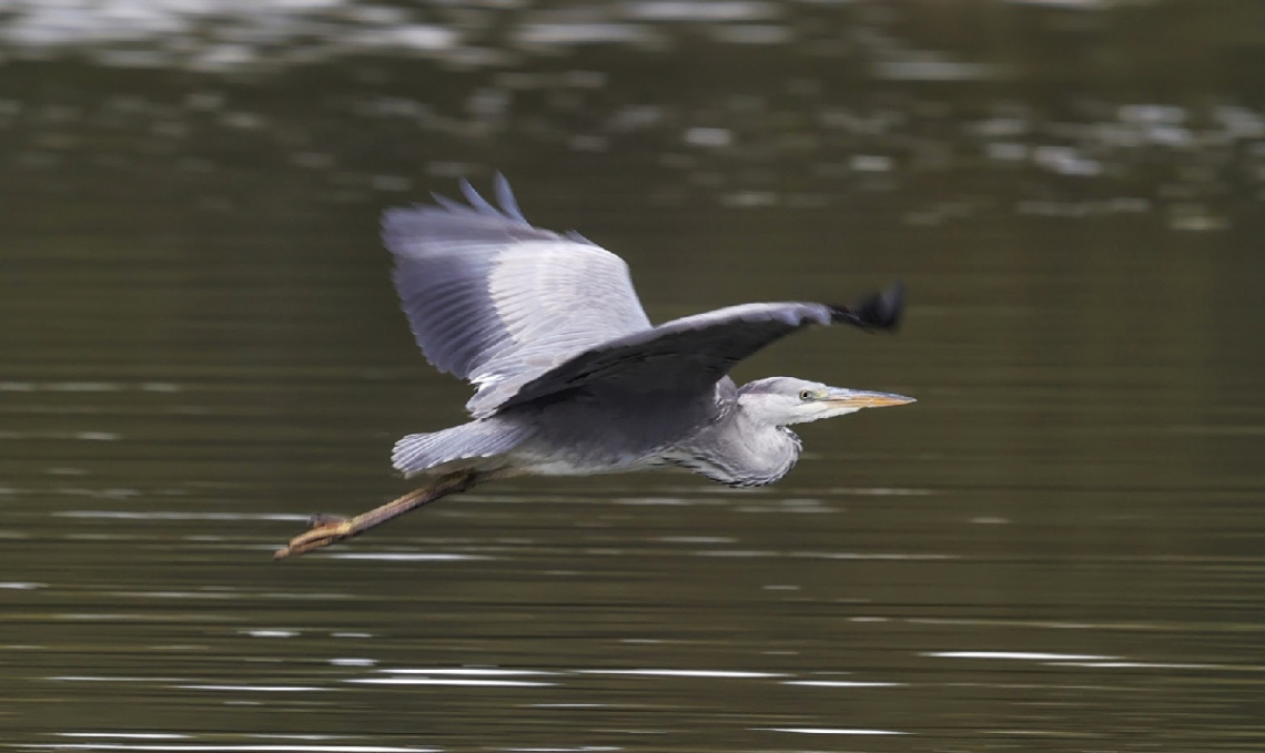 Heron crrossing Lake Lyngby ...