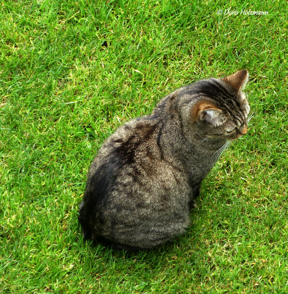 Neighbour's cat 