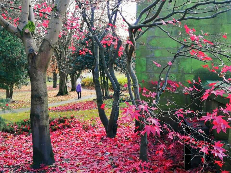 PARK IN PURPLE