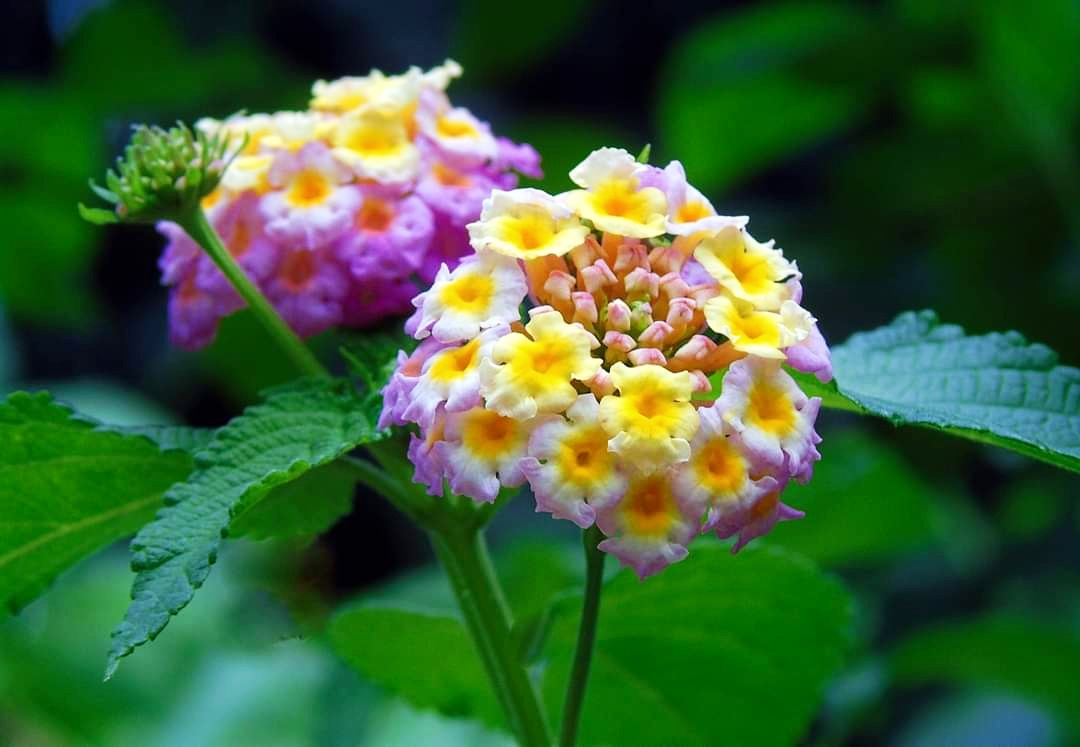 LANTANA 