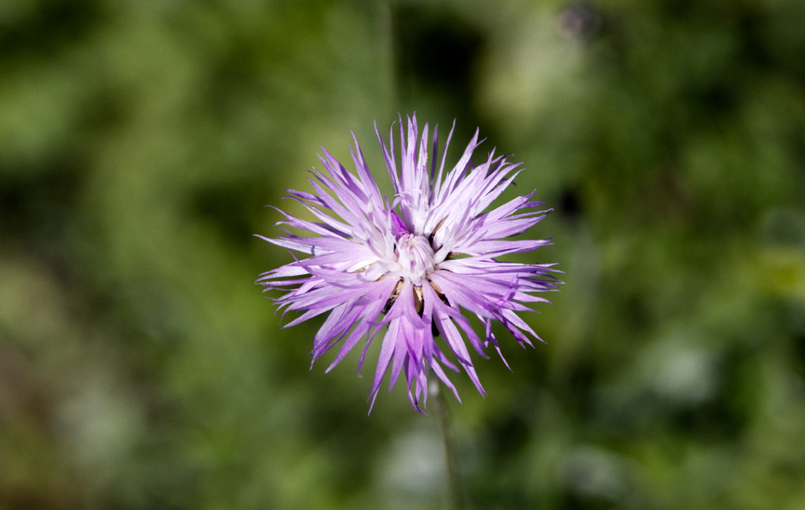 Flowers in Tivoli - 2023.