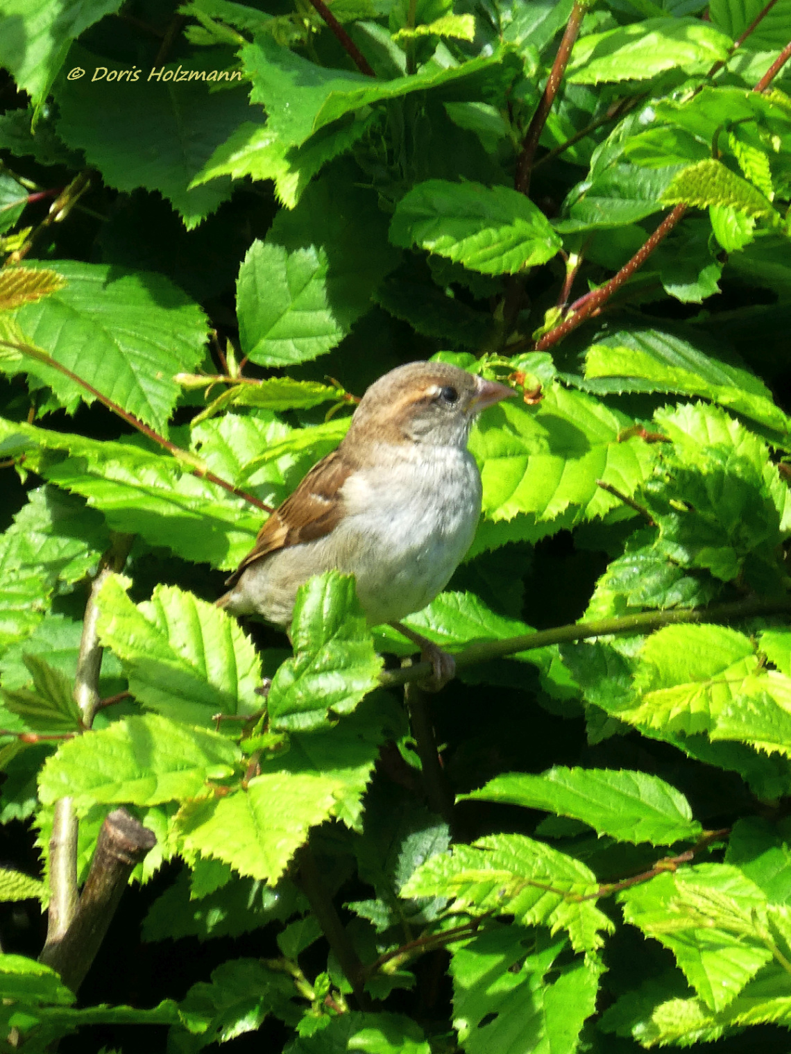 sparrow