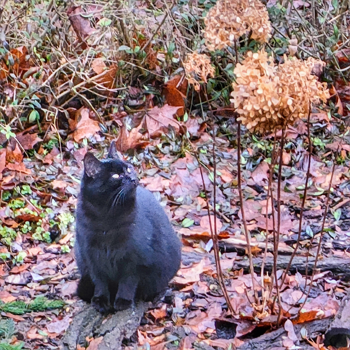 WATCHING HYDRANGEA