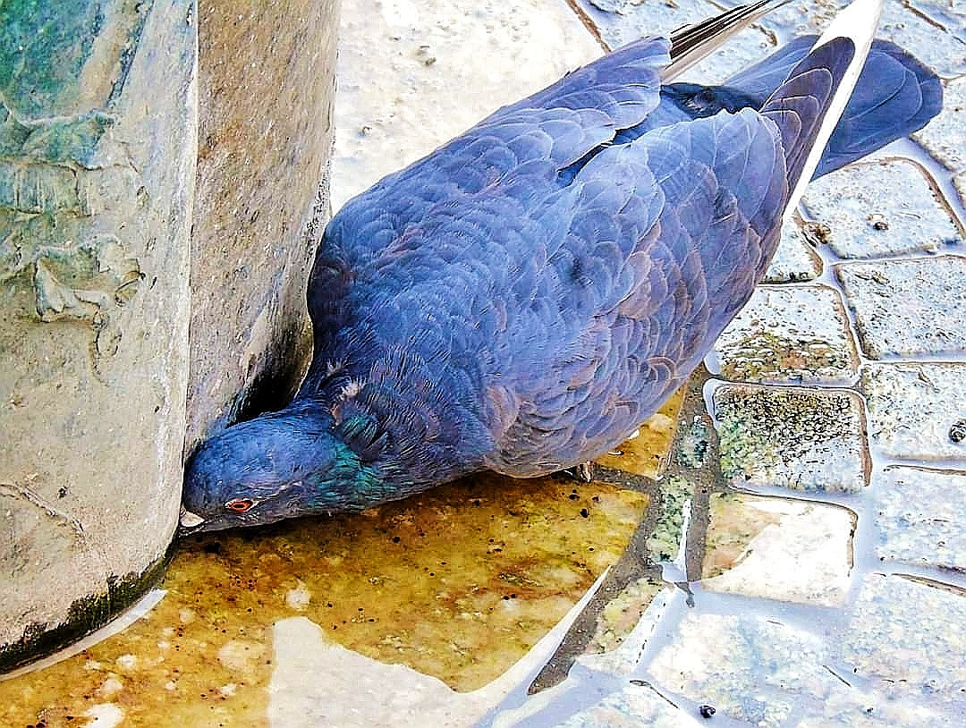 THIRSTY PIGEON 