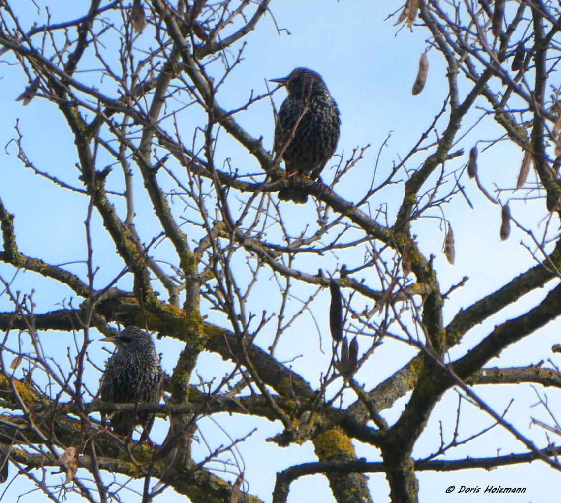 Common starling