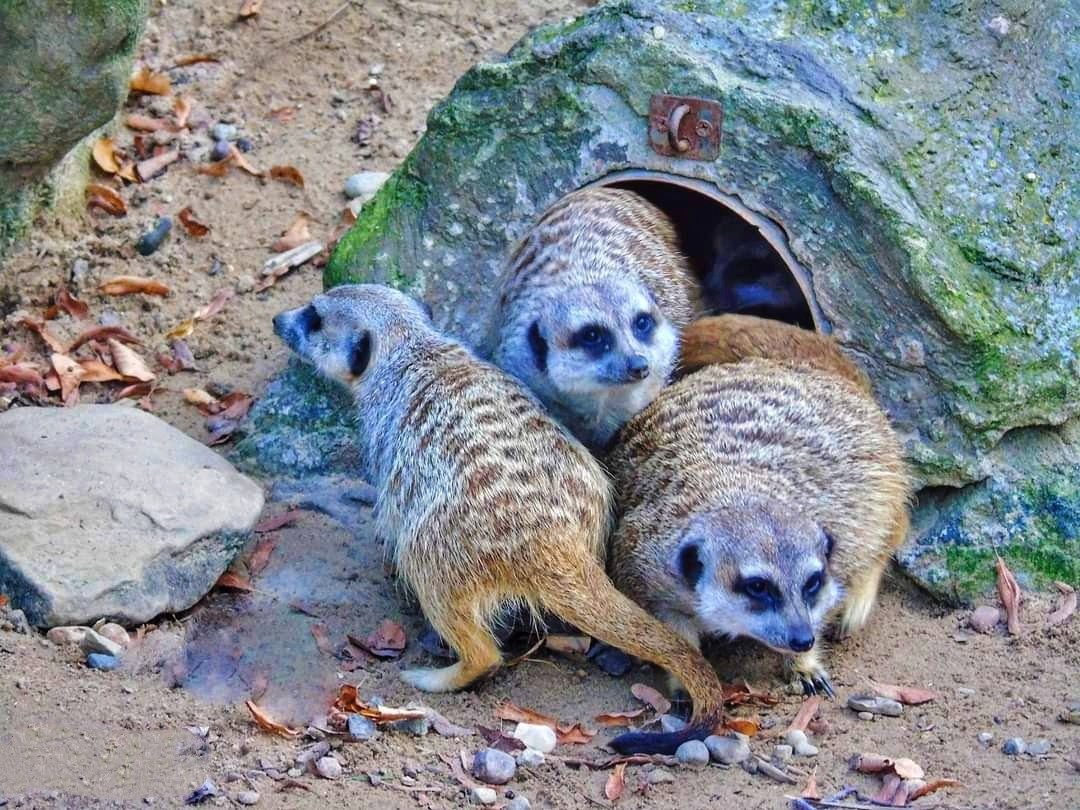 MEERKATS 