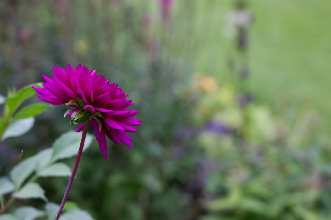 Flowers in Tivoli - 2023.