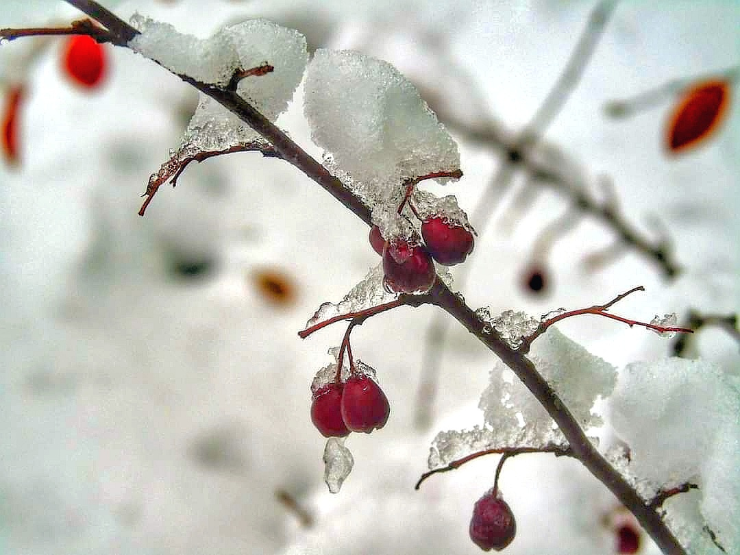 IN THE SNOW