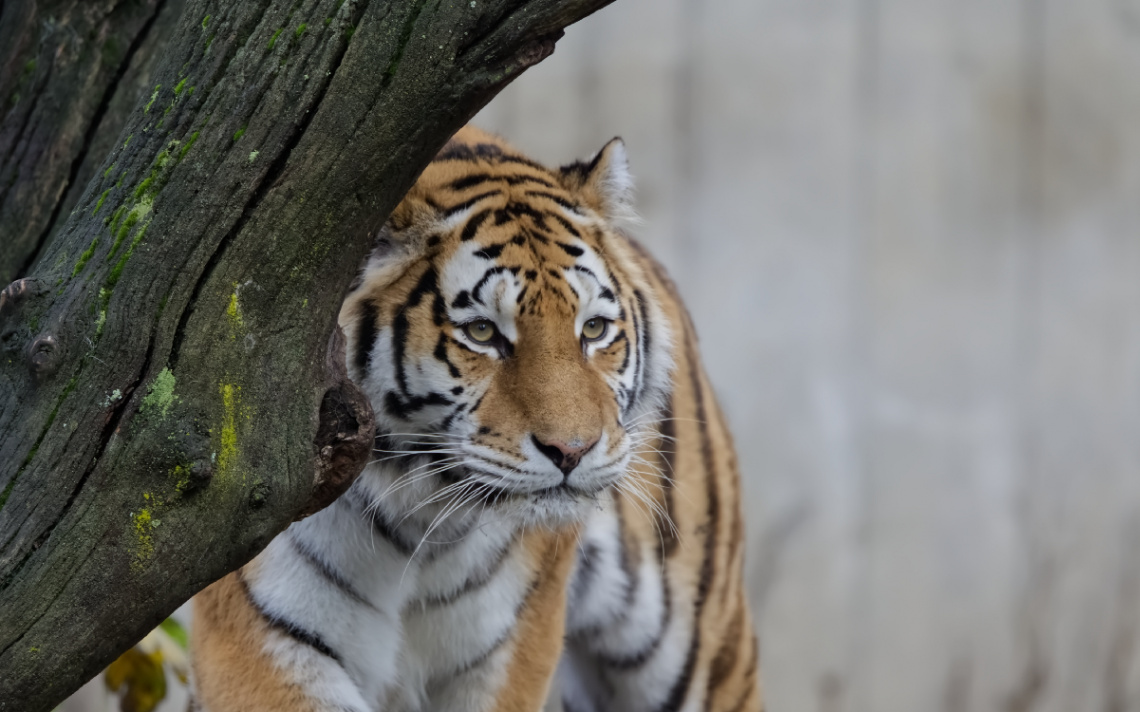 Amur Tiger - Copenhagen Zoo - 2023