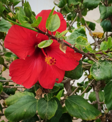 RED HIBISCUS