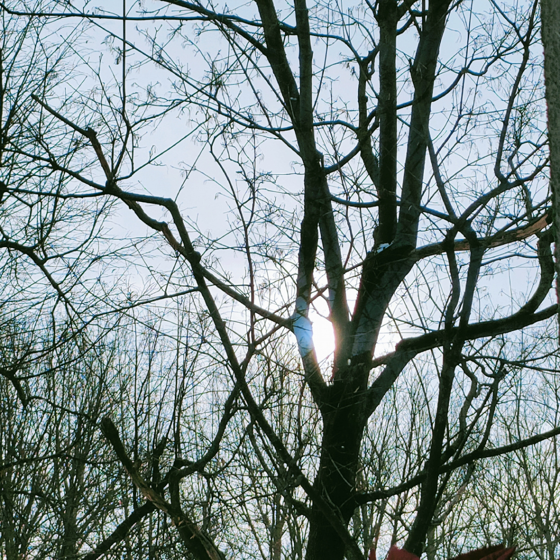 BEHIND THE TREE