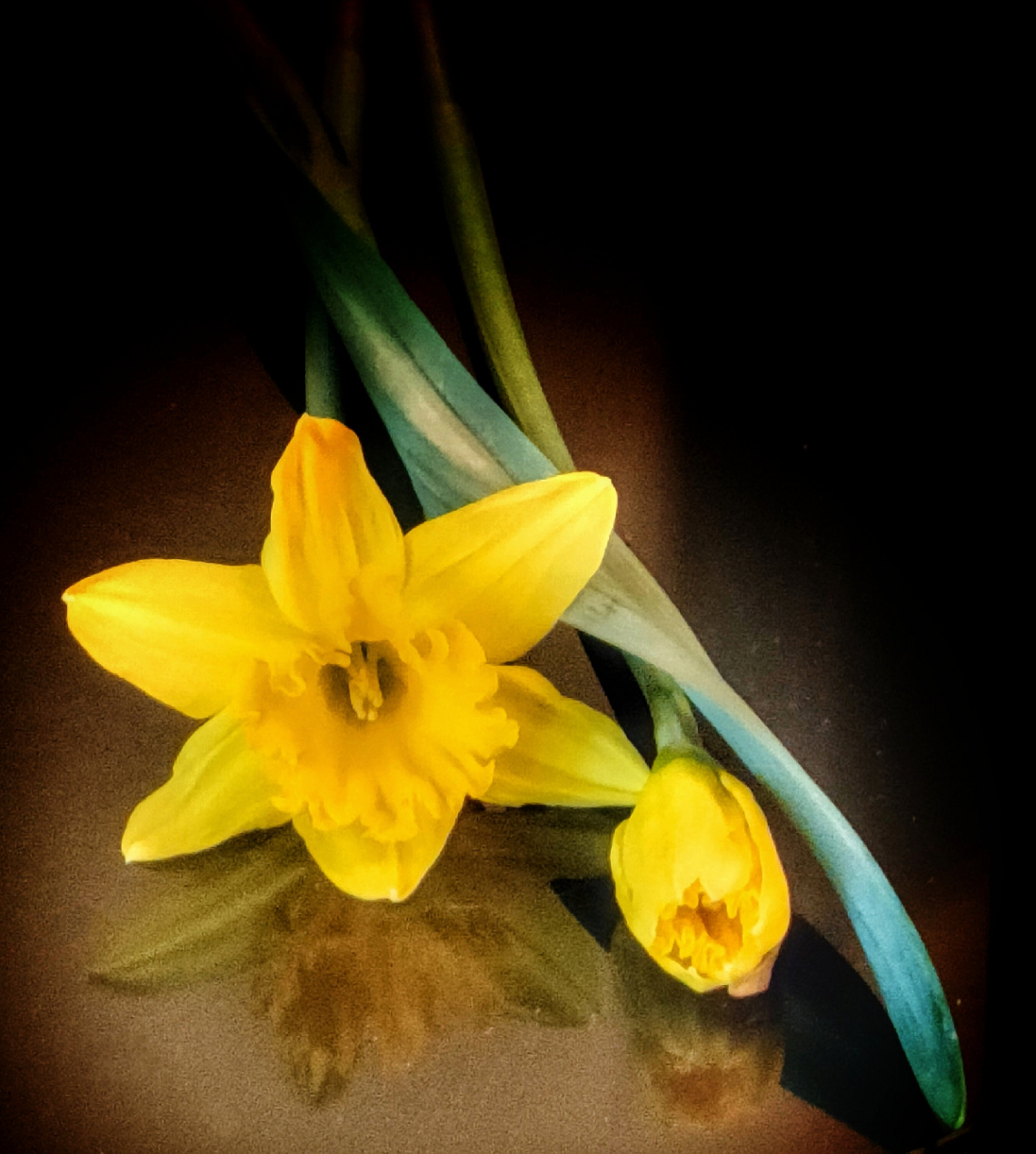 JONQUILS 