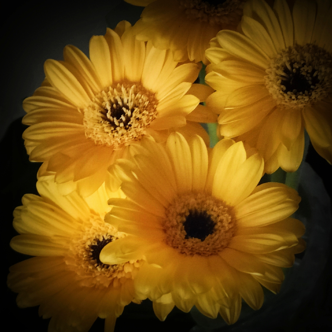 YELLOW GERBERAS