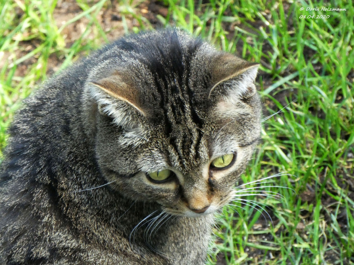 Neighbour's cat 