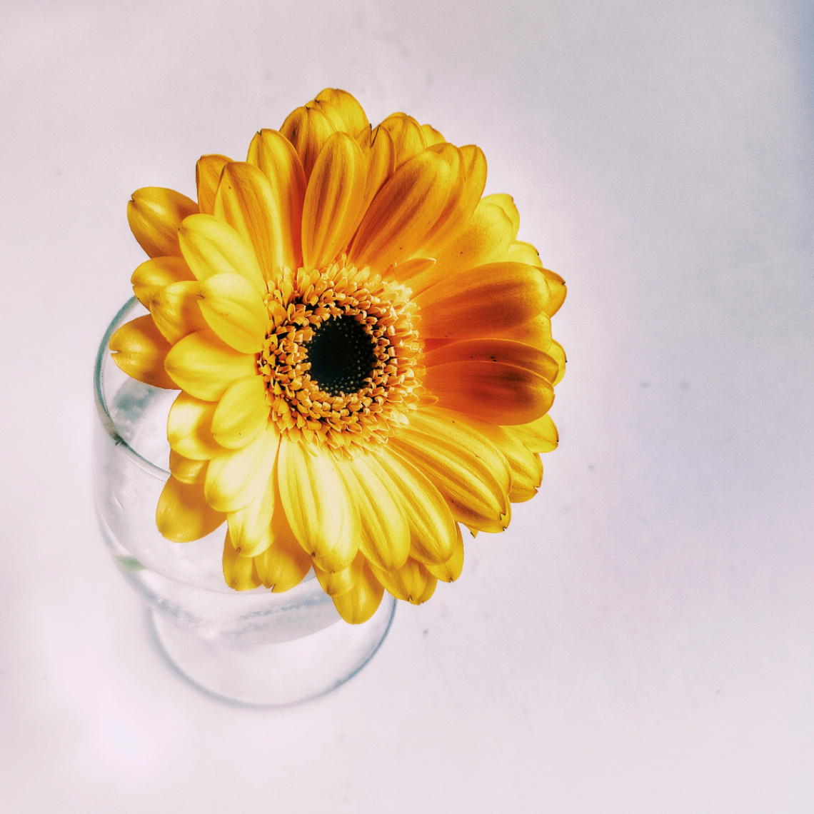 YELLOW GERBERA