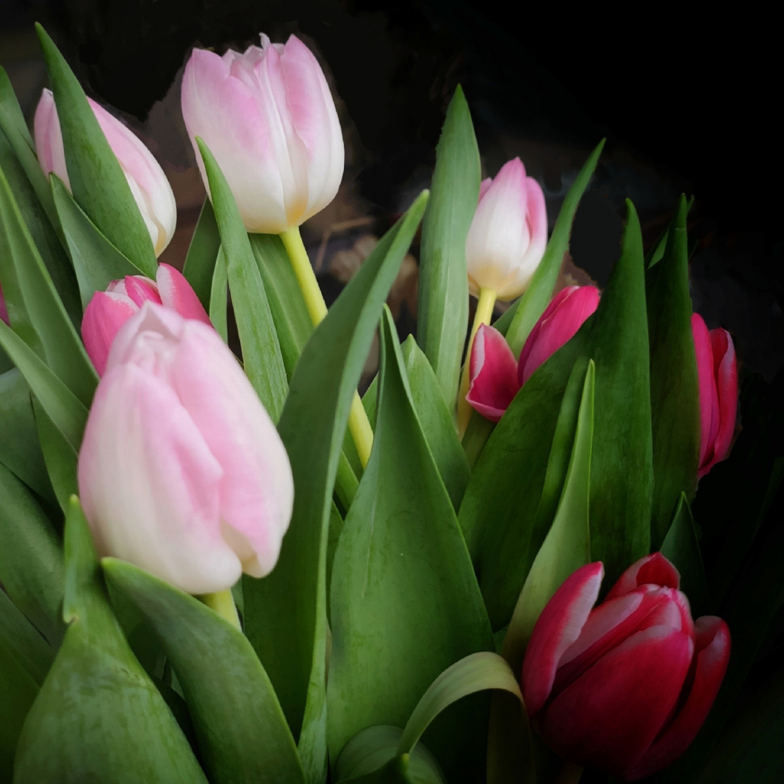 SPRING TULIPS