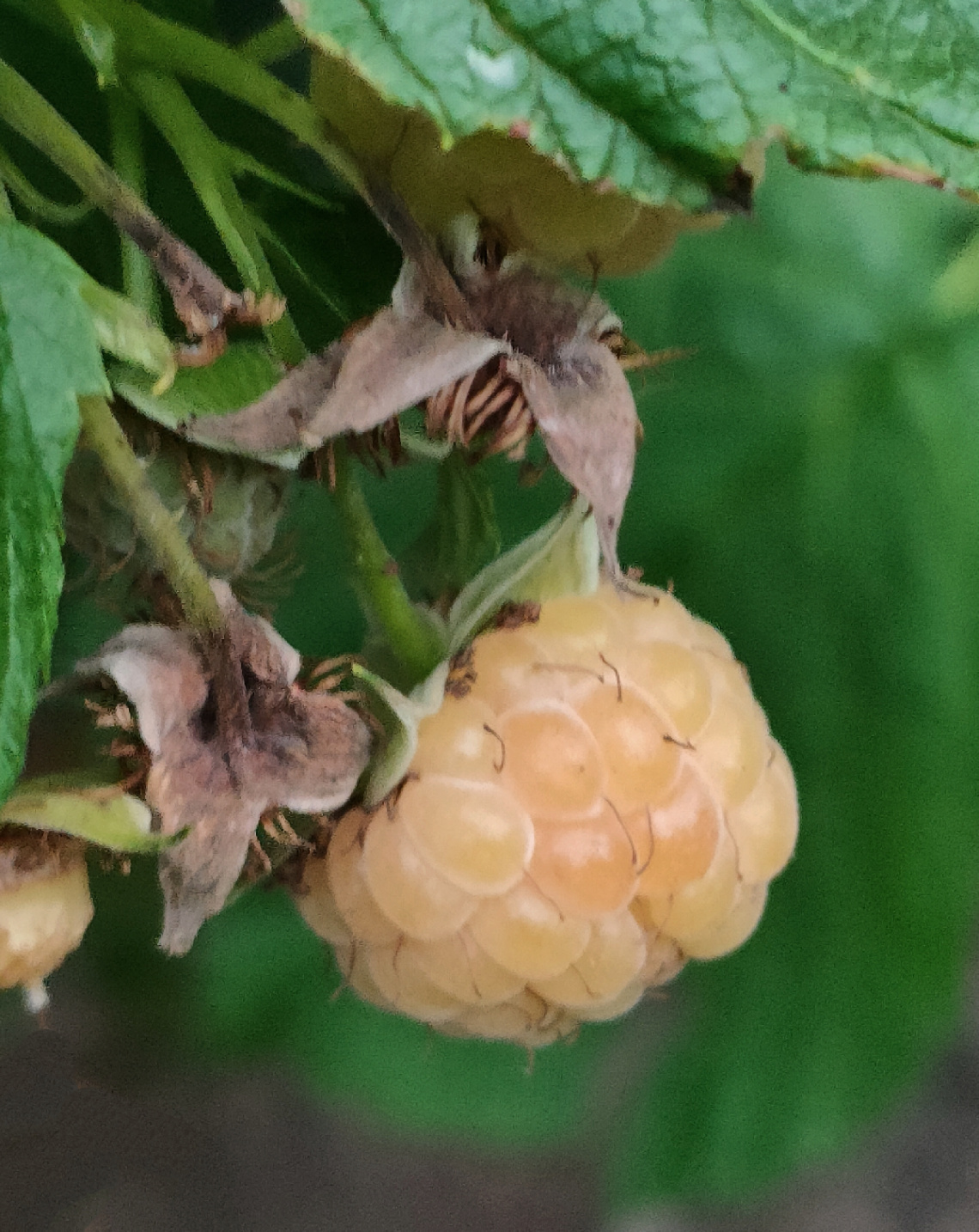 YELLOW RASPBERRY 