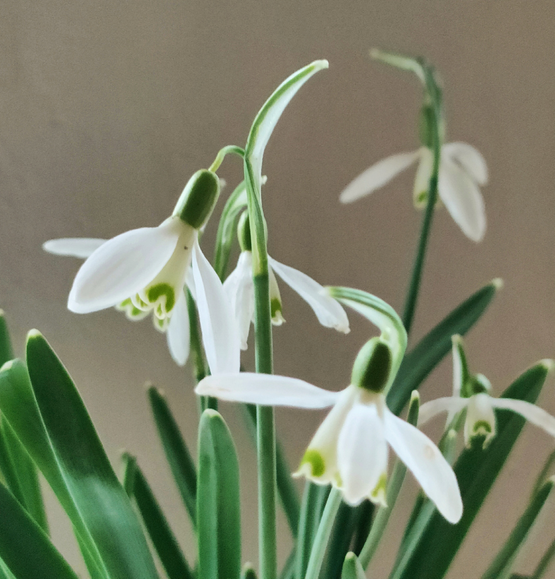 THE FIRST SNOWDROPS