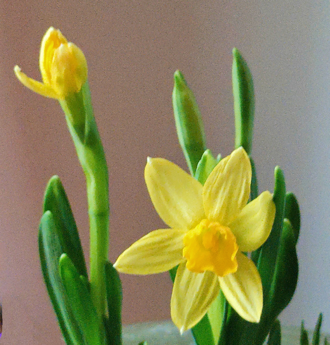 SPRING JONQUILS 