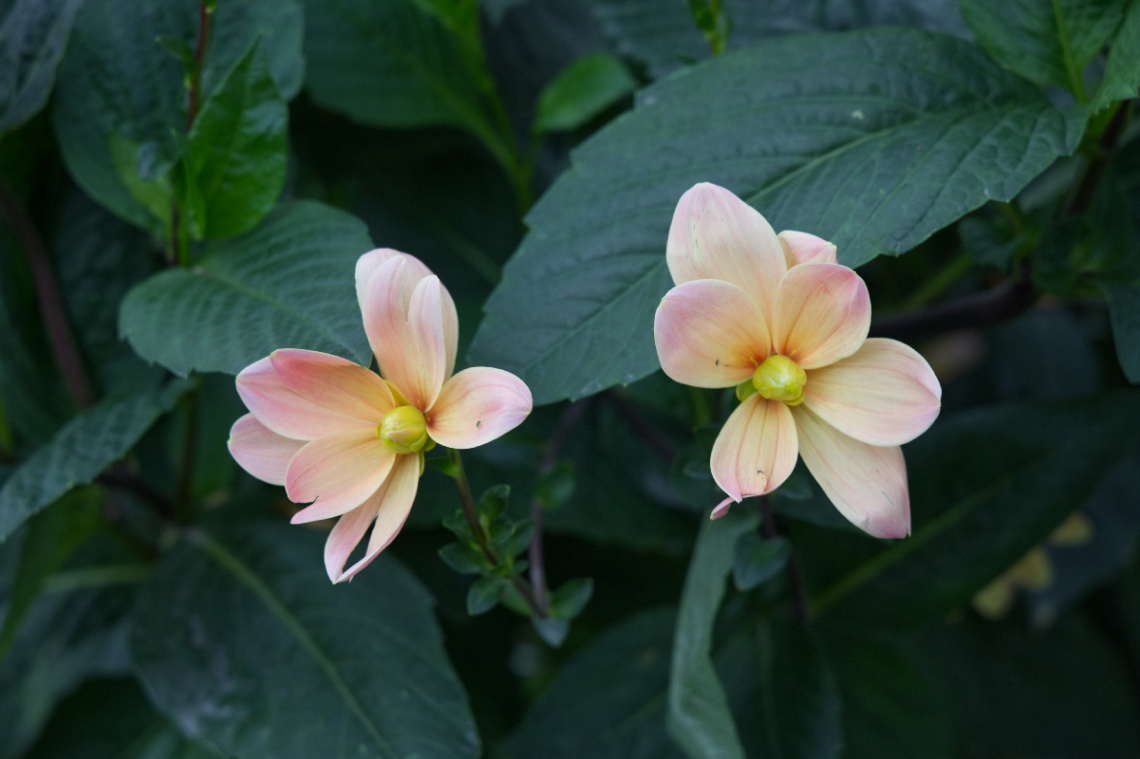 Flowers in Tivoli - 2023.