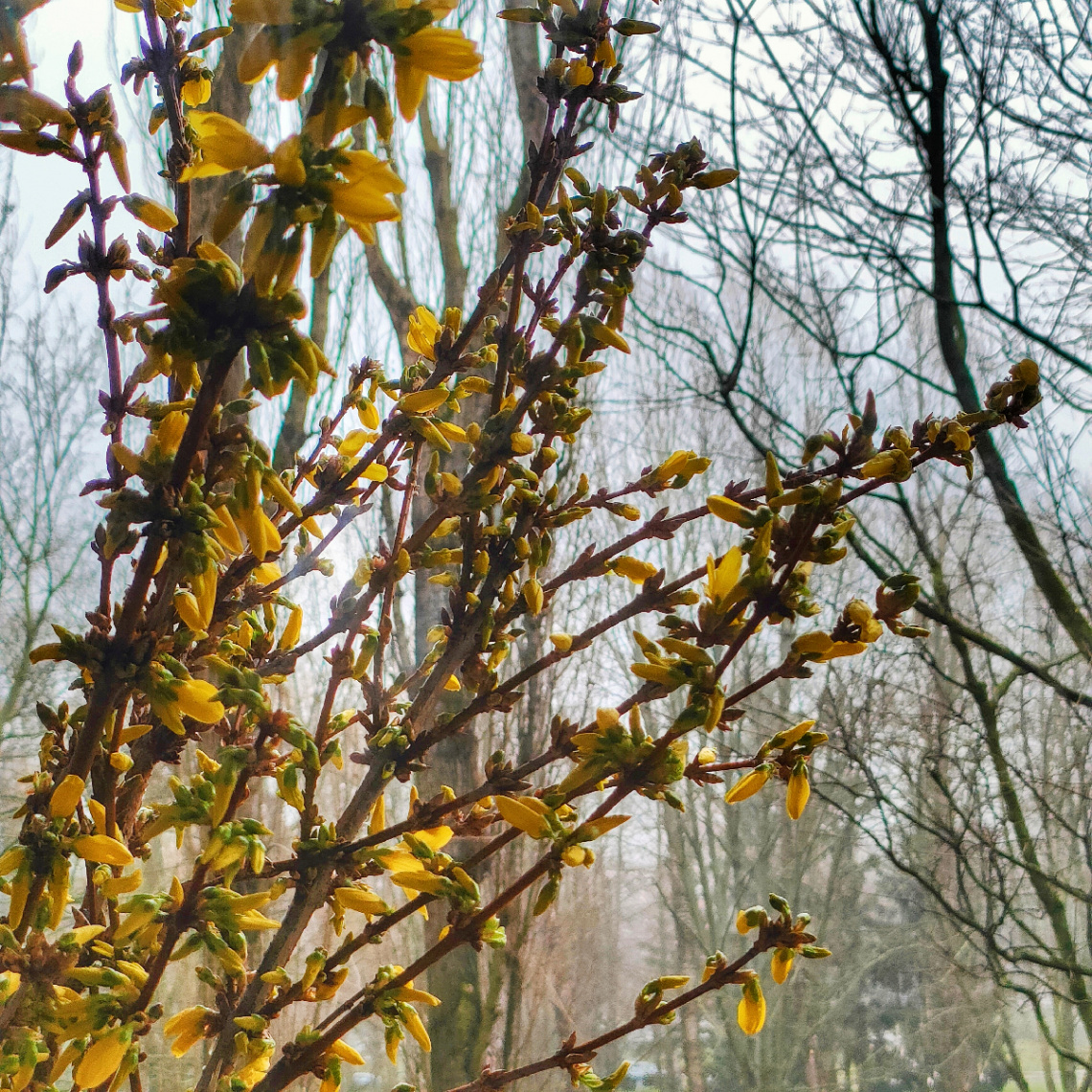 FORSYTHIA IN BLOOM