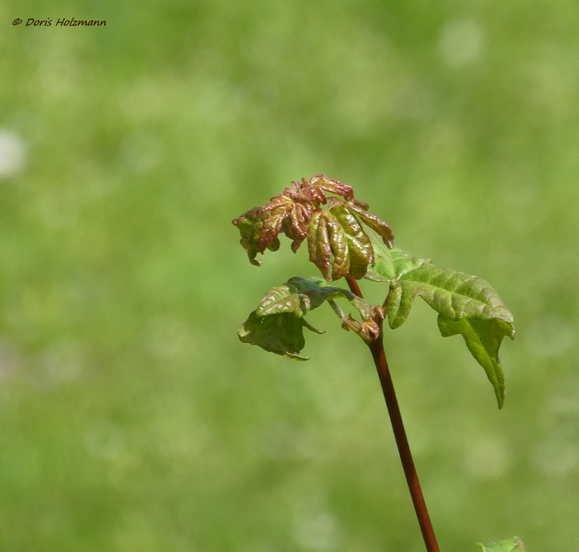 Leaves