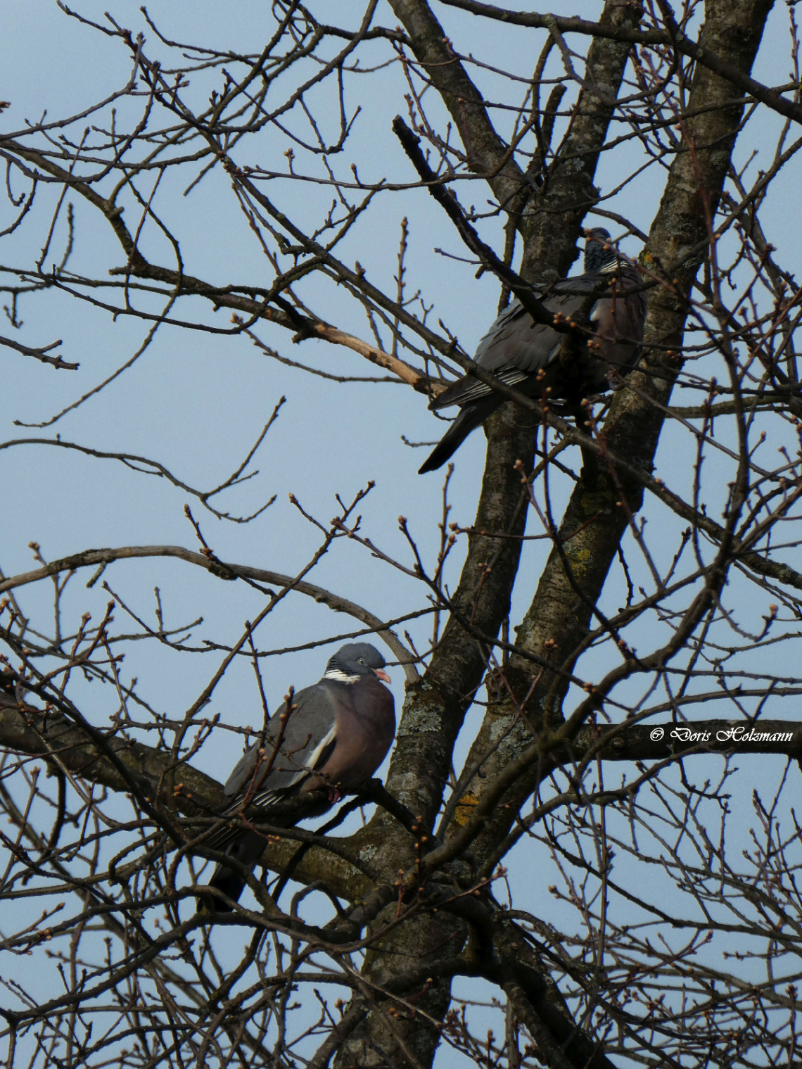 Pair of pigeons