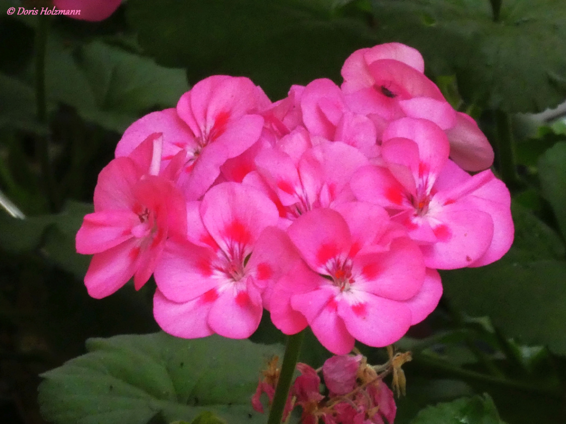 Pelargonium