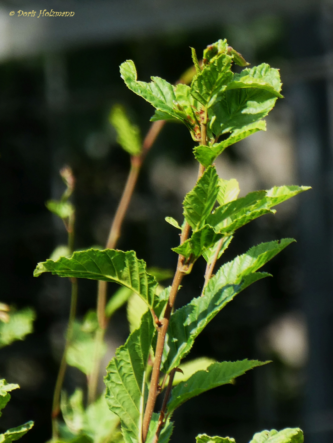 new leaves