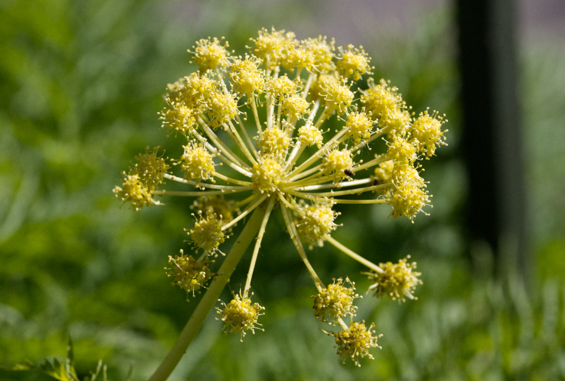 Flowers in Tivoli - 2023.