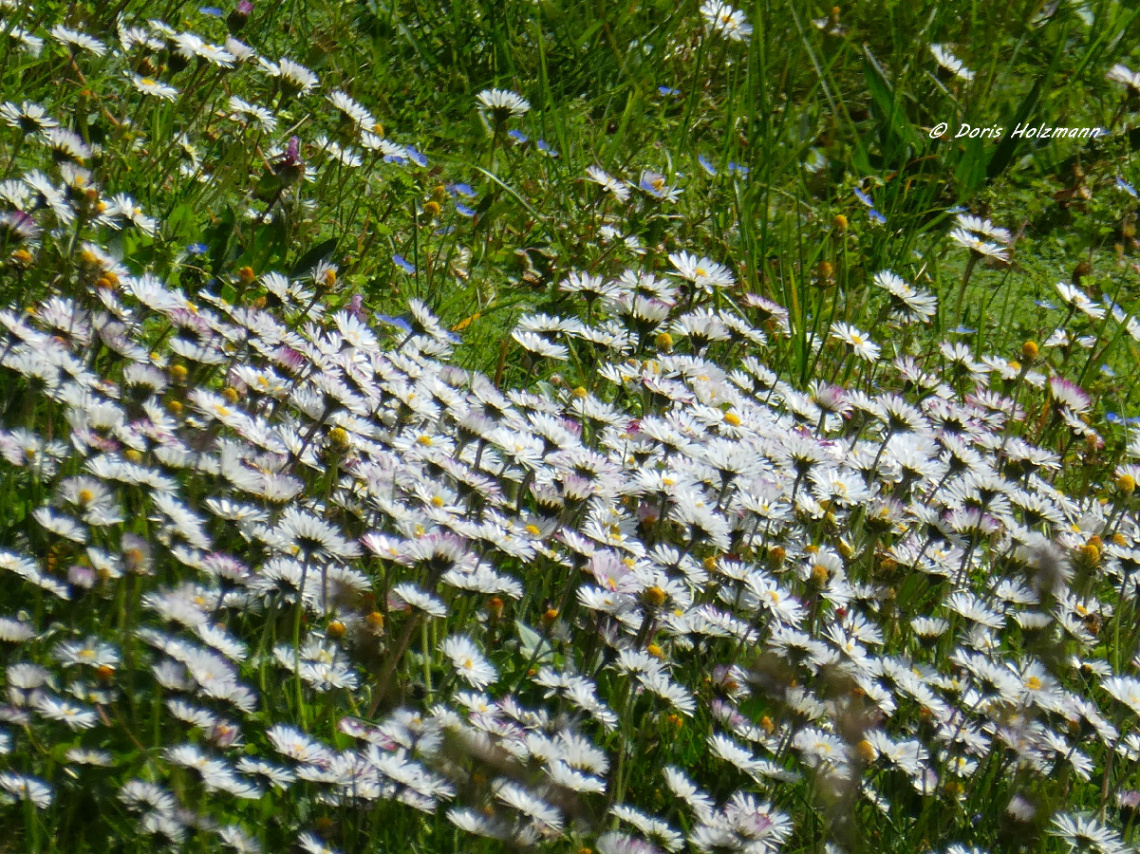 Daisies