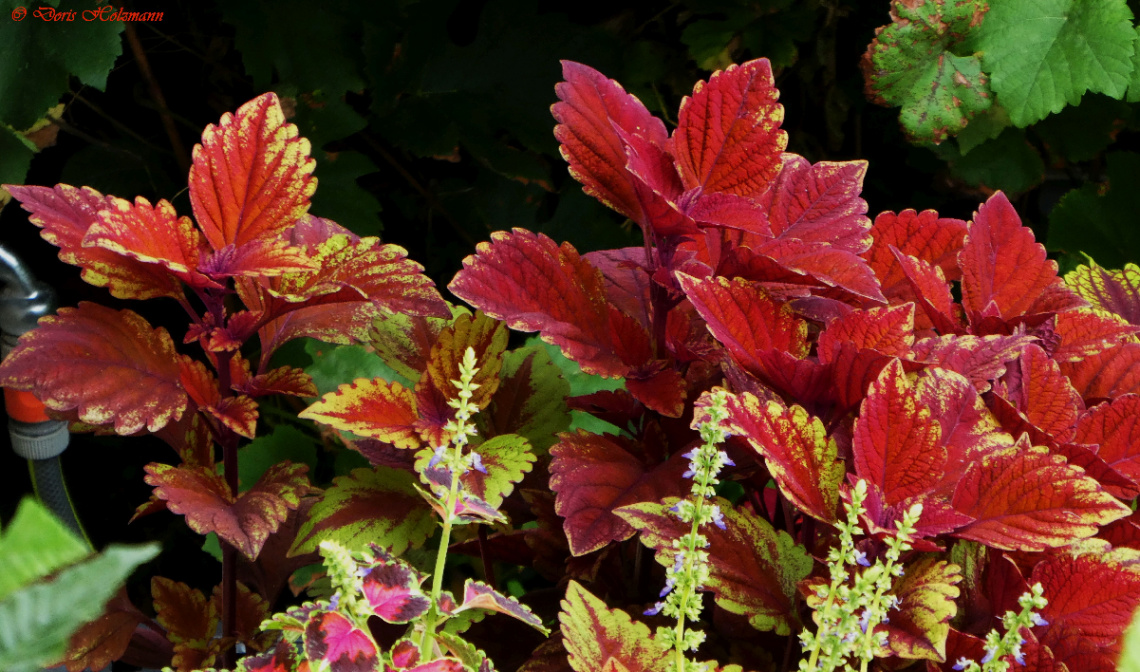 Coleus scutellarioides