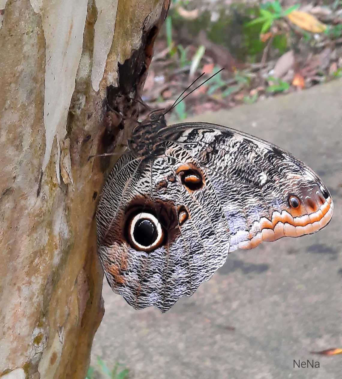 owl eye butterfly