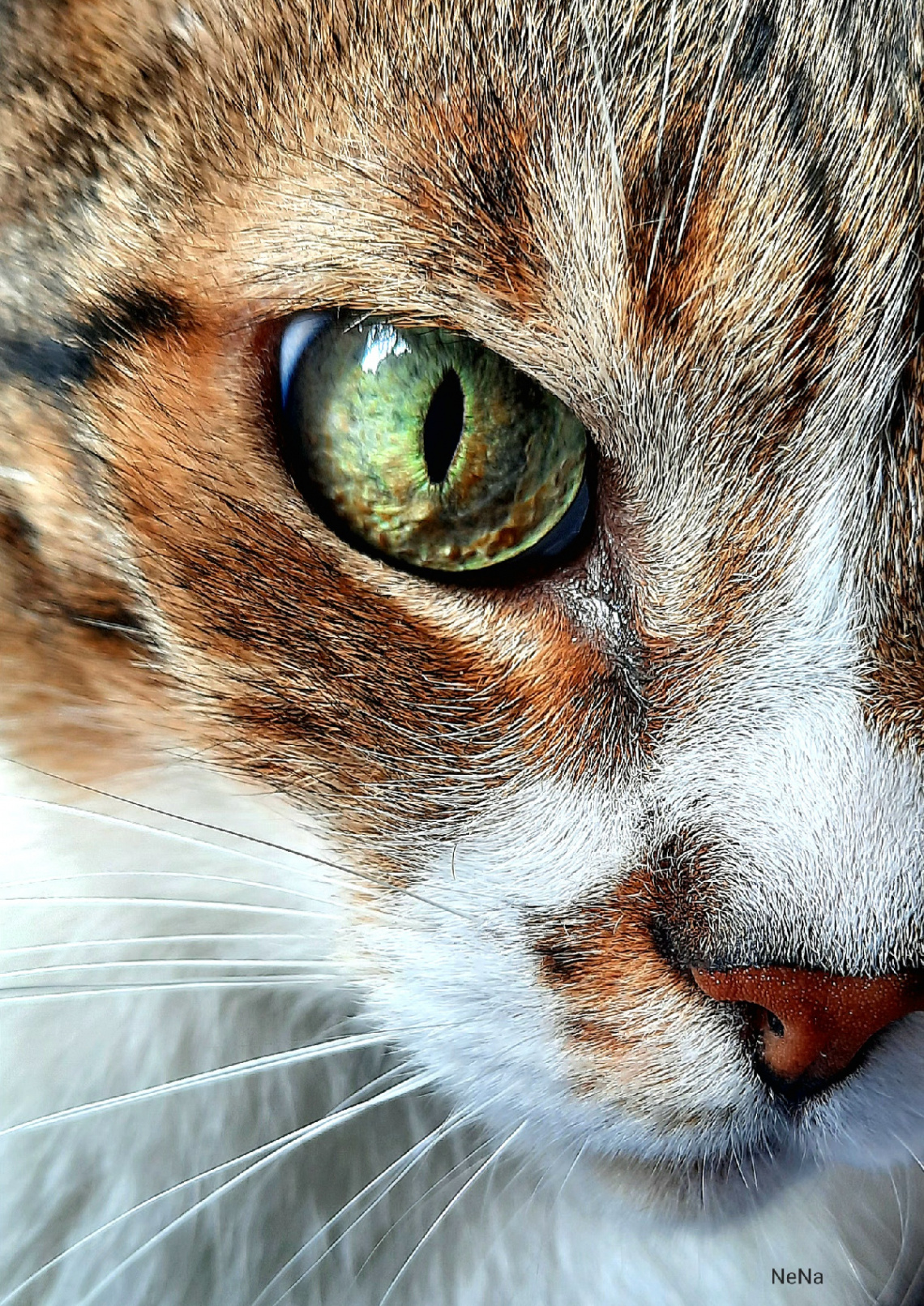 Olhos do gato 