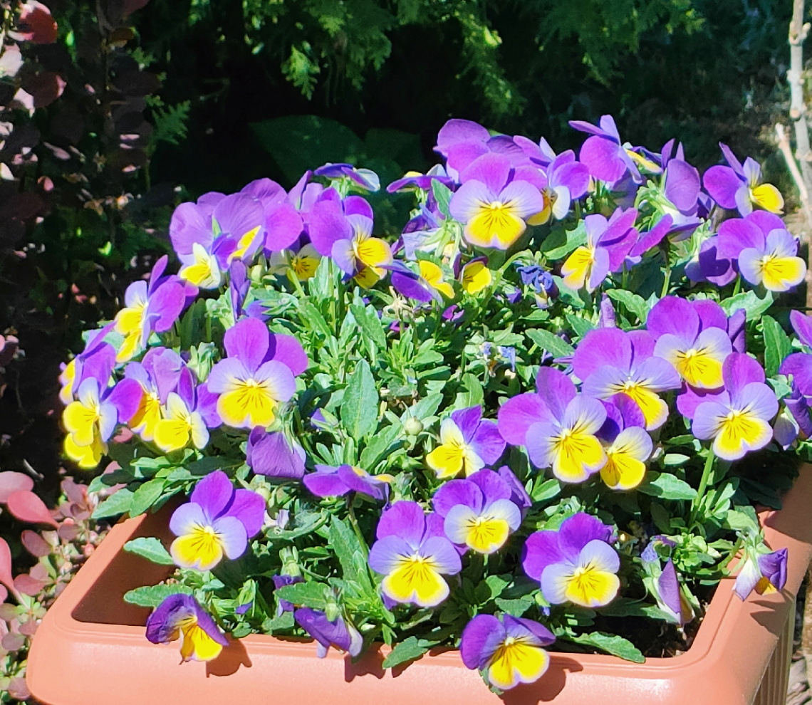 COLOURFUL PANSIES 