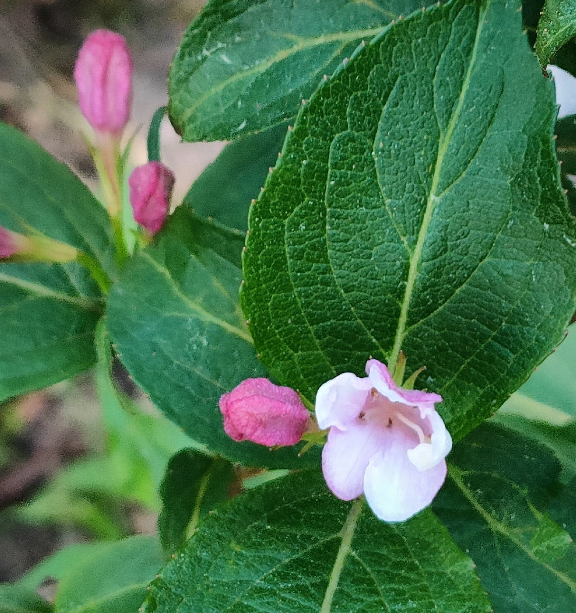 WEIGELA