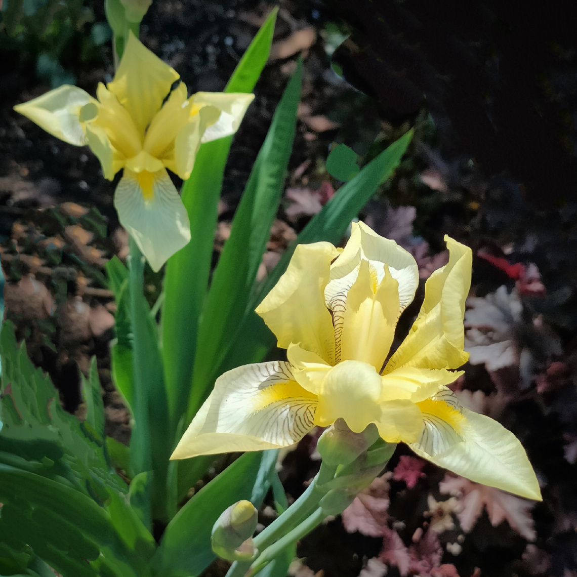 YELLOW IRIS