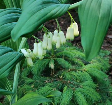 KING SOLOMON'S SEAL 