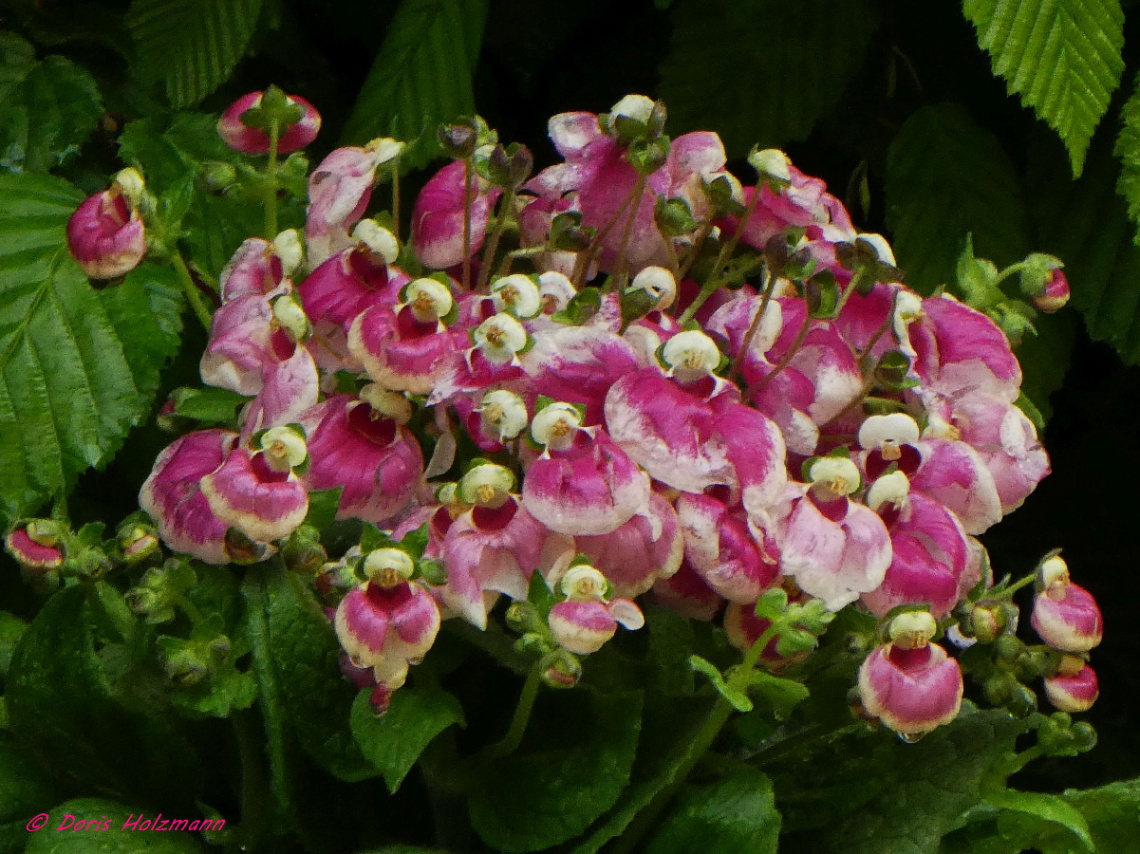 Calceolaria, Karlsruhe / Germany 