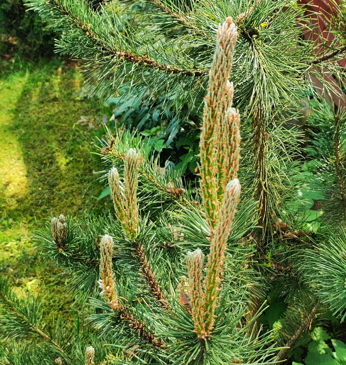 PINE TREE WITH NEW GROWTHS